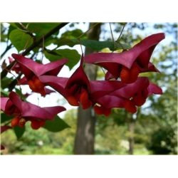 krzewy Trzmielina wielkoskrzydła K188